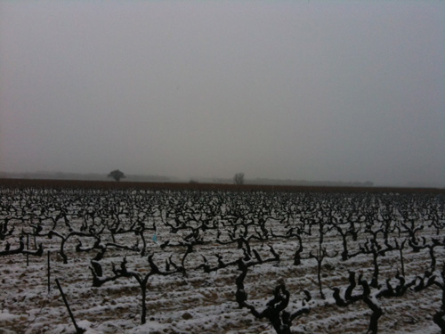 Les vignes de Sainte-Cécile sous la neige