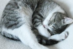 Le chat Marius