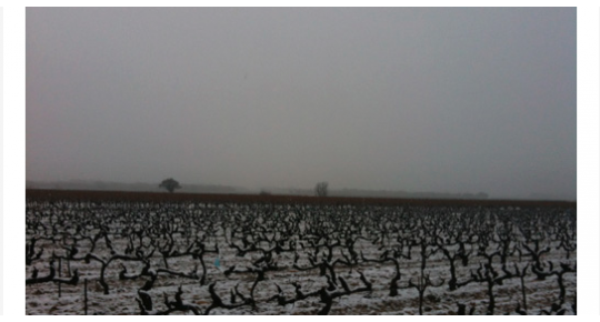 Les vignes de Sainte-Cécile sous la neige